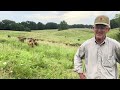 Thumbnail for 2 groups of South Poll heifers located at Chillicothe, Missouri looking for a home!