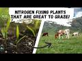 Thumbnail for Nitrogen Fixing Grasses that are also great for Grazing!