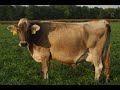 Thumbnail for Low-Overhead Dairy Grazing: Financial and Environmental Performance