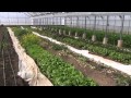 Thumbnail for Unusual Cover Crops in the Greenhouse