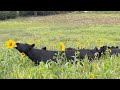 Thumbnail for What is Multi Species Farming?