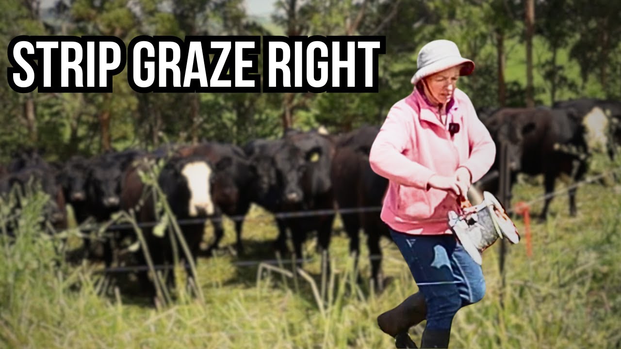 Thumbnail for Strip Grazing Layout That Actually Works (Full Farm Walk)