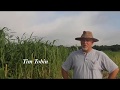 Thumbnail for Using Annuals to Feed Cattle and Build Soil Health Final