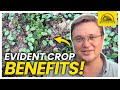 Thumbnail for Cover Crops Benefit Next Seasons Performance: 8 Days after planting