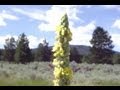 Thumbnail for mullein: heal the earth with cowboy toilet paper