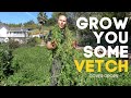 Thumbnail for Get Your Soil Biology Going with Vetch - A Highly Productive Garden Cover Crop