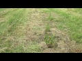 Thumbnail for Young Hybrid Hazelnut Planting