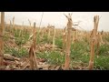 Thumbnail for Grazing Educator Webinar Series: Integrating Livestock into Cropping Systems
