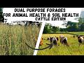 Thumbnail for Dual Purpose Forages for Animal Health & Soil Health