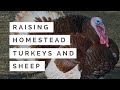 Thumbnail for See How this Homesteader Raises Sheep and Turkeys (AN HONEST VIEW OF HOMESTEADING)