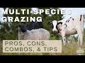 Thumbnail for Multi species Grazing: Rotational Grazing with Cows, Sheep, Poultry, etc