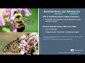 Thumbnail for Sowing Biodiversity: Cover Crops for Bees, Beneficial Insects and Pest...