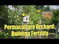 Thumbnail for Permaculture Orchard: Poultry, Chop n Drop, Intensive Planting
