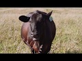 Thumbnail for Adaptive Grazing 101: How to Build a Grass Cow