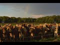 Thumbnail for Intro to Adaptive Grazing - Part 3: Implementing Successfully w/ Dr. Allen Williams