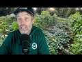 Thumbnail for Too Much Organic Matter HELP! + Managing This Year’s Weeds for Next Year