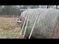 Thumbnail for Greg's unrolling some carbon in a new silvopasture area.