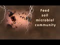 Thumbnail for Garden Master Course: Plant Diversity and Living Roots for the Soil Food Web