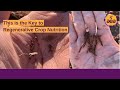 Thumbnail for The Key to Regenerative Crop Nutrition | Establishing Biology at Planting to...