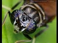 Thumbnail for Black Soldier Fly Production Part 3 Biology