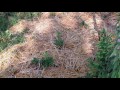Thumbnail for Mulching Works!