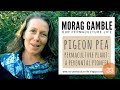 Thumbnail for Pigeon Pea - How to grow harvest and use with Morag Gamble