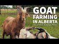 Thumbnail for Goat Farming in Alberta with Mallory & Shaun Kaiser