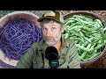 Thumbnail for How to Actually Use a Broadfork + Green Beans Breakdown
