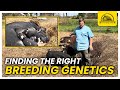 Thumbnail for Developing Good Pastured Pig Breeding Genetics