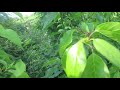 Thumbnail for Growing Osage Orange