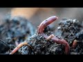 Thumbnail for Vermicomposting and the No-Till Garden
