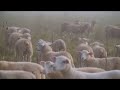 Thumbnail for Adaptive Grazing 101: Why Should You Graze Multiple Species of Livestock?