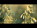 Thumbnail for Grazing Cover Crops: Cover Crop Variety Selection