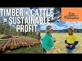Thumbnail for Can You Farm Timber & Cattle? Sustainable Agroforestry Profit!