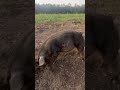 Thumbnail for Newborn piglets are so cute!