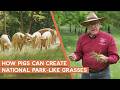 Thumbnail for How to awaken dormant grasses with pastured pigs | Joel Salatin