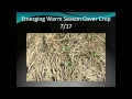 Thumbnail for Grazing Cover Crops and Benefits for Livestock Operations - Gabe Brown
