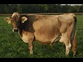 Thumbnail for Options for Marketing Your Grass-fed Beef & Dairy