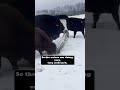 Thumbnail for Cattle really graze in winter? They can in Canada! - watch the full...