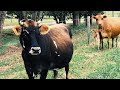 Thumbnail for These Cows Thrive (Without Grain) ~ So We Bought Two