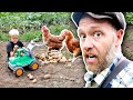 Thumbnail for Chickens Did My Potato Gardening