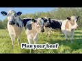 Thumbnail for Grass and Grazing...Beef and trout