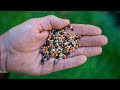 Thumbnail for How to Choose the Right Cover Crop for What You Need