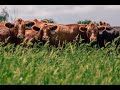 Thumbnail for Grass-Based Beef: The Business Case