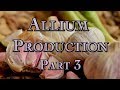 Thumbnail for Allium Production Part 3