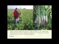 Thumbnail for Selecting Cover Crops - Eileen Kladivko