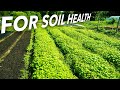 Thumbnail for Small Scale No-Till Cover Cropping (plus what you can use instead)