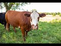 Thumbnail for Late Season Grazing: What You Need to Know to Extend the Grazing Season
