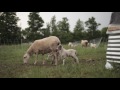 Thumbnail for WELLSPRING FOREST FARM AND SCHOOL INTRO VIDEO