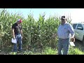 Thumbnail for Cover Crops Inter-Seeded Into Corn Field | Fall 2018